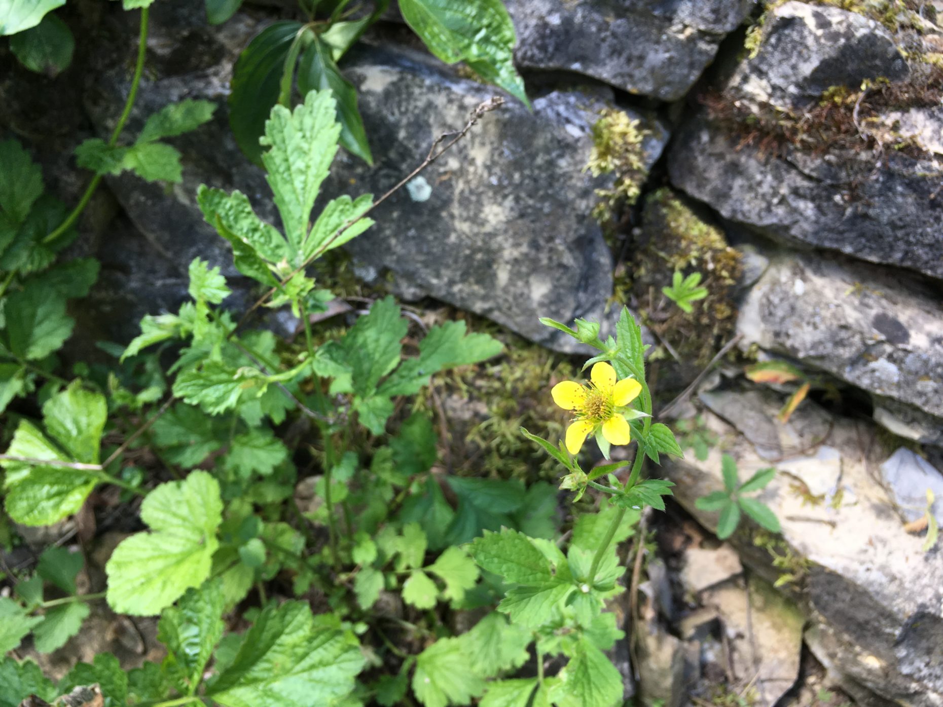 Dienstagsfrust durch rasende Aufsitzrasenmäher – fadenspiel und fingerwerk