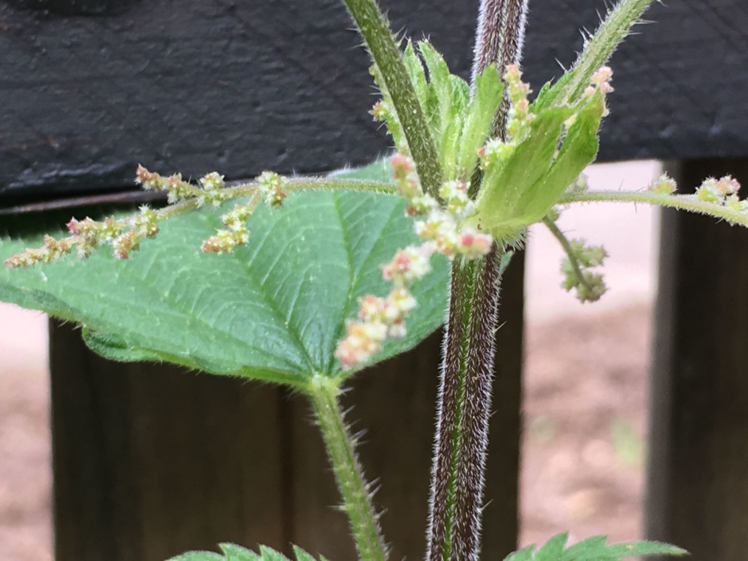 Ab in die Nesseln – fadenspiel und fingerwerk