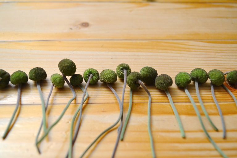 Türkranz aus Samenkapseln der Herbstanemone – fadenspiel und fingerwerk